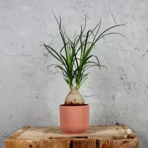 elho-vibes-fold-plastovy-kvetinac-rastlinkovo