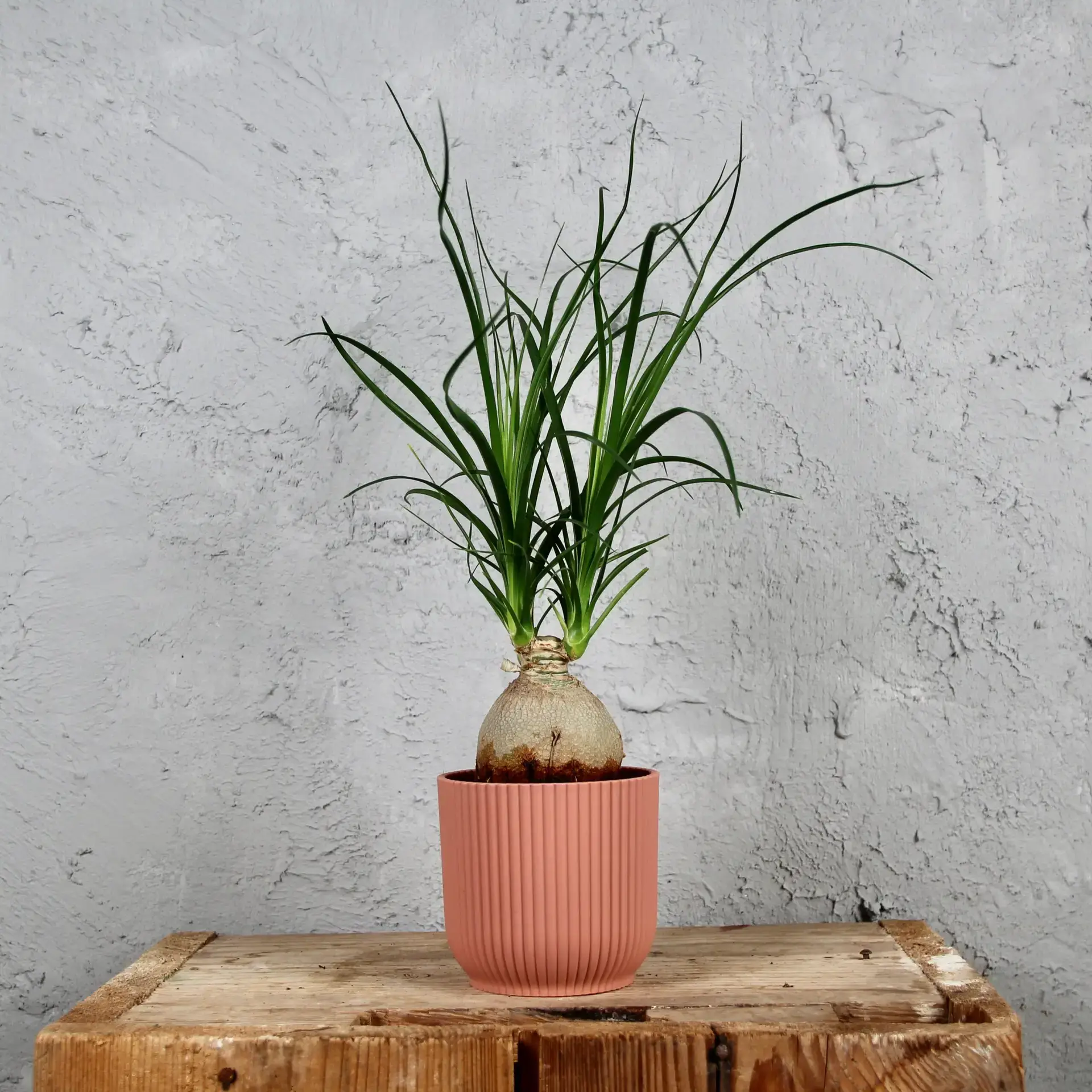 Elho plastový kvetináč Vibes fold delicate pink Ø 7 cm 2 elho-vibes-fold-plastovy-kvetinac-rastlinkovo