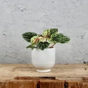 peperomia-caperata-amazonas-variegata-rastlinkovo