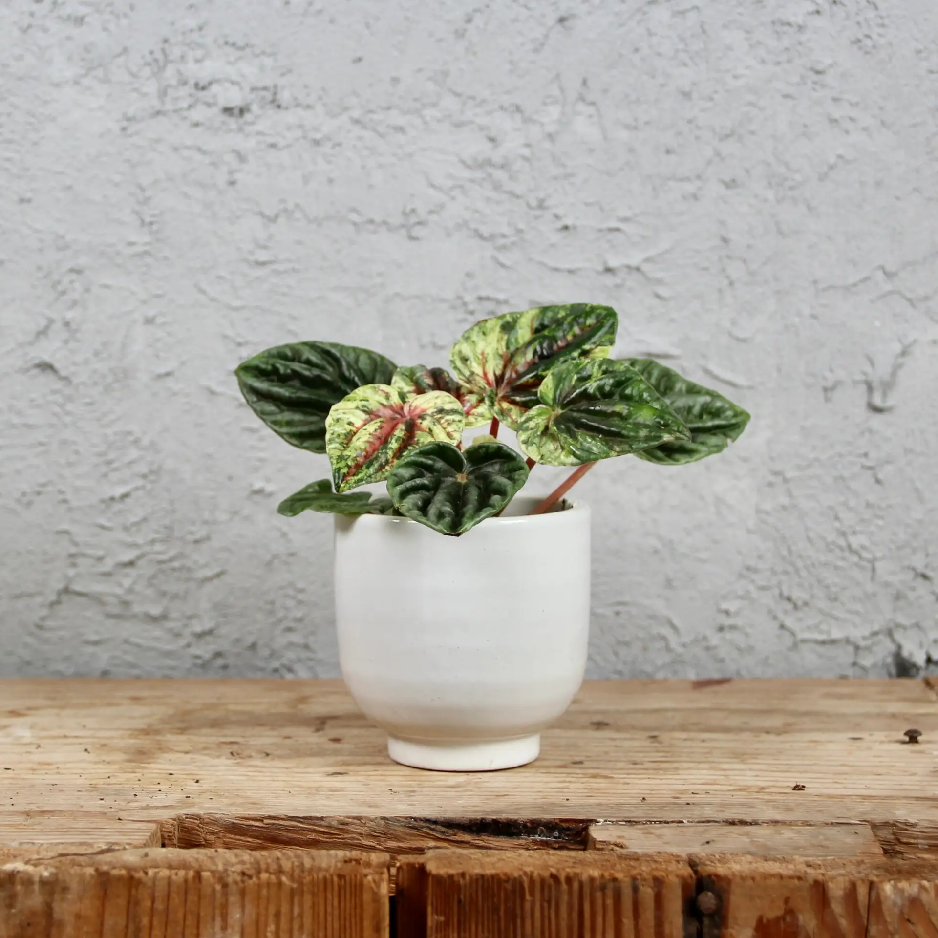 Peperomia caperata Amazonas variegata baby 3 peperomia-caperata-amazonas-variegata-rastlinkovo