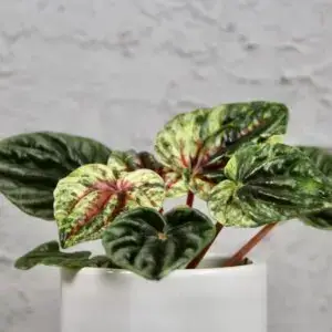 peperomia-caperata-amazonas-variegata-rastlinkovo