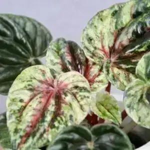 peperomia-caperata-amazonas-variegata-rastlinkovo