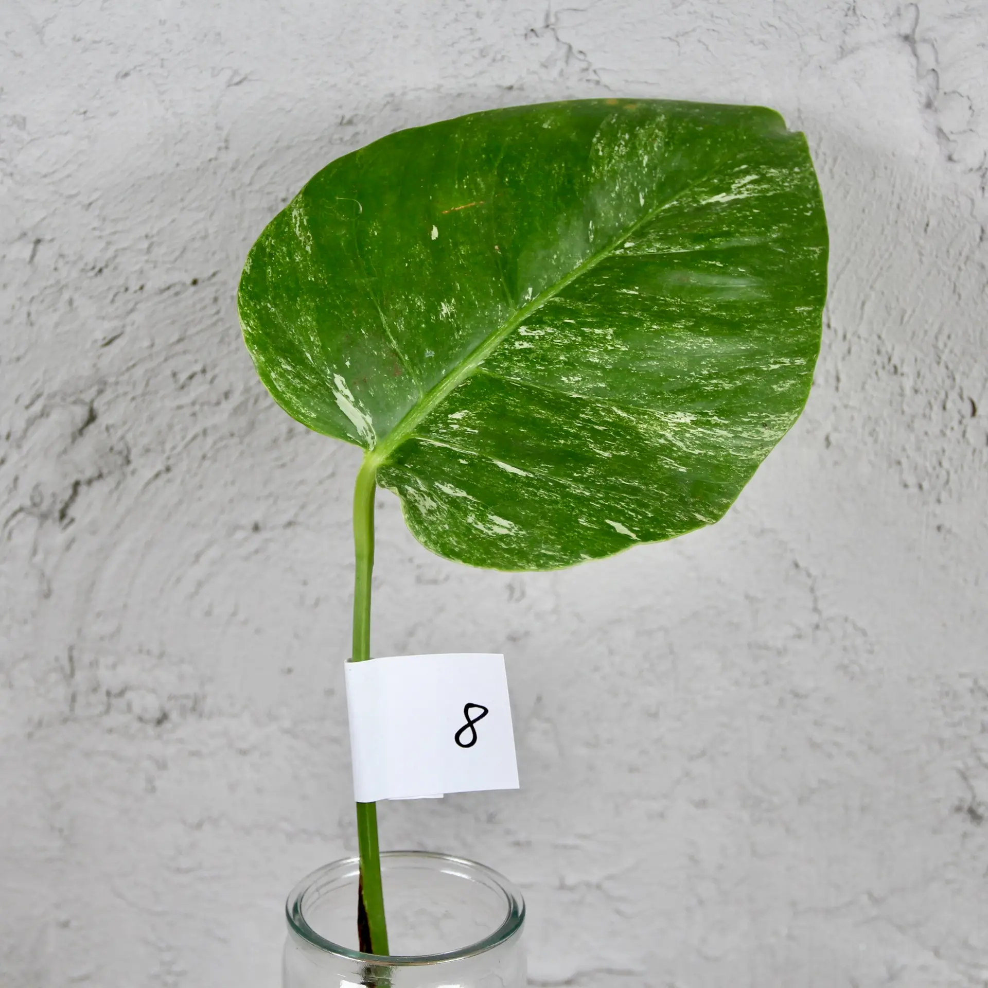 Monstera deliciosa Albo variegata odrezok 8