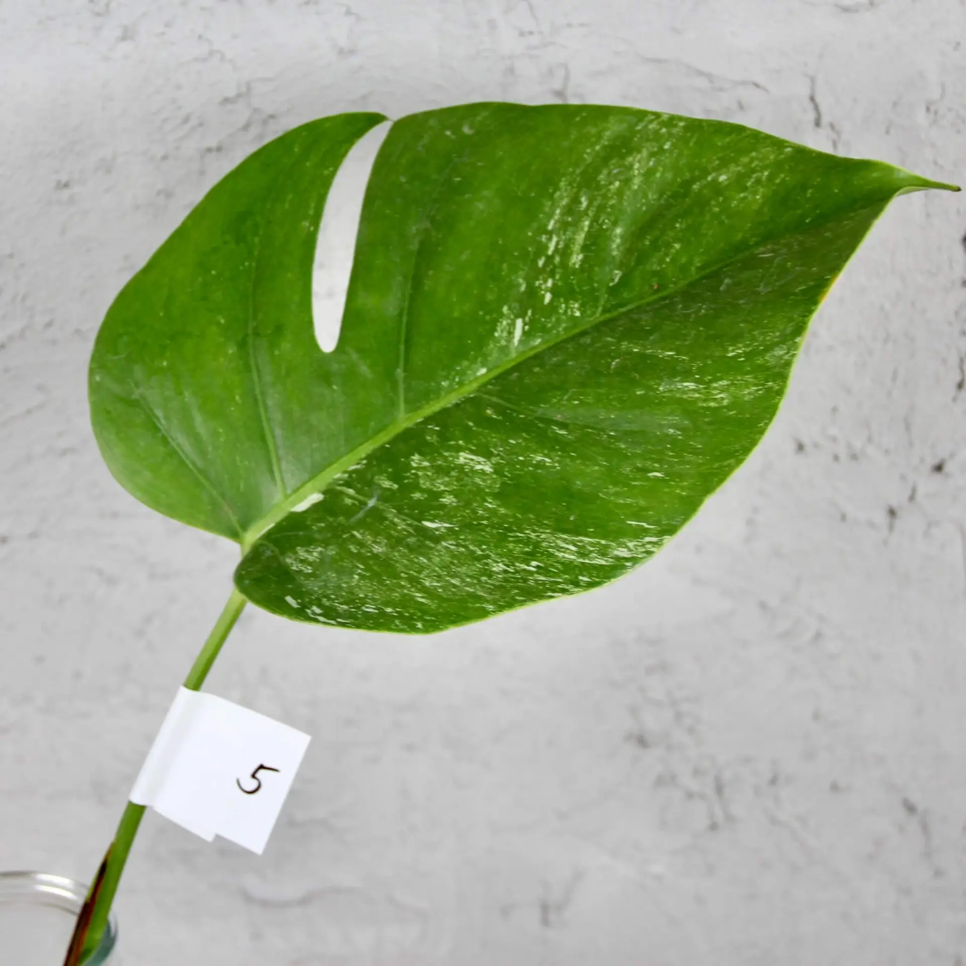 Monstera deliciosa Albo variegata odrezok 5