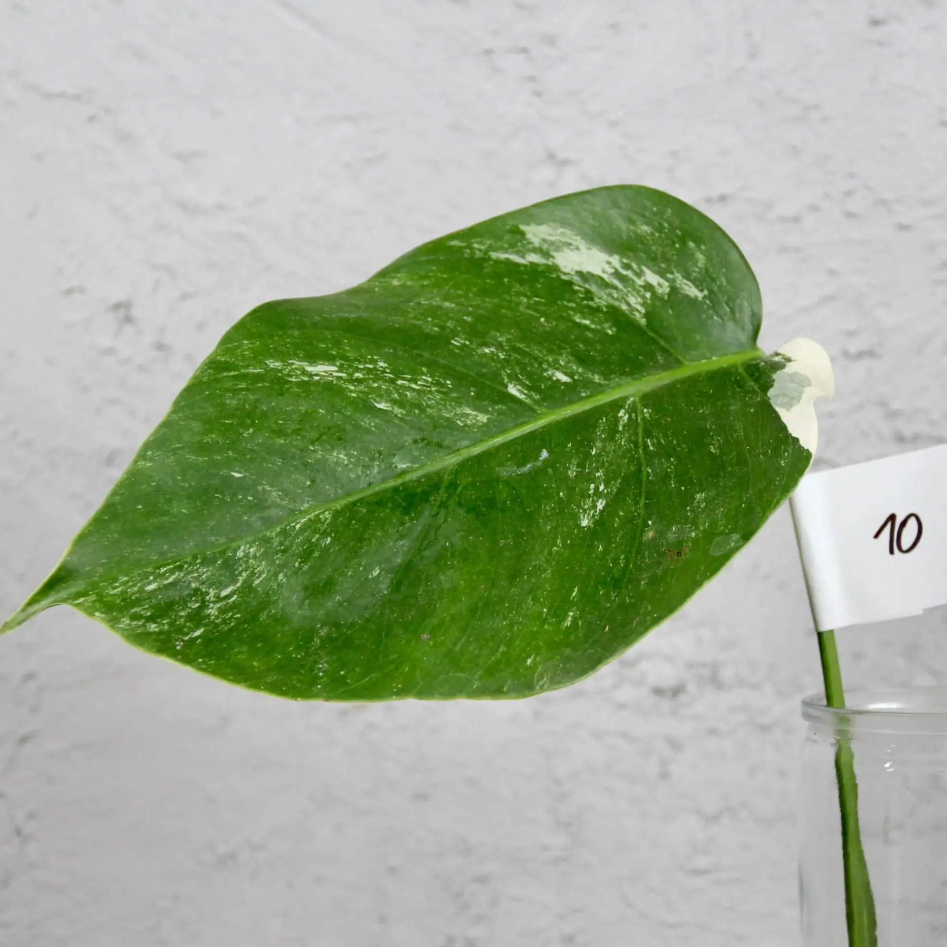 Monstera deliciosa Albo variegata odrezok 10