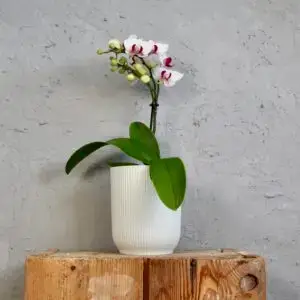 kvetinac-biely-orchidea-rastlinkovo