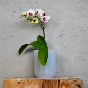 kvetinac-priesvitny-orchidea-rastlinkovo