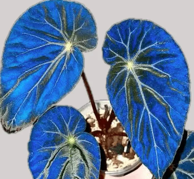 Begonia Pavonina 1 Begonia-pavonina-rastlinkovo