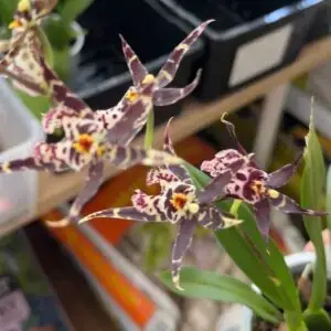 Orchidea-Miltassia-Shelob-rastlinkovo