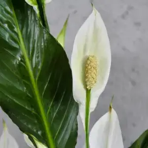 spathiphyllum-crown-rastlinkovo