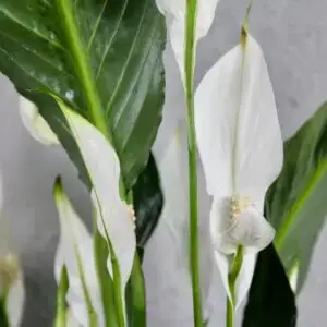 spathiphyllum-crown-rastlinkovo