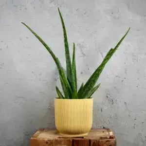aloe-vera-rastlinkovo