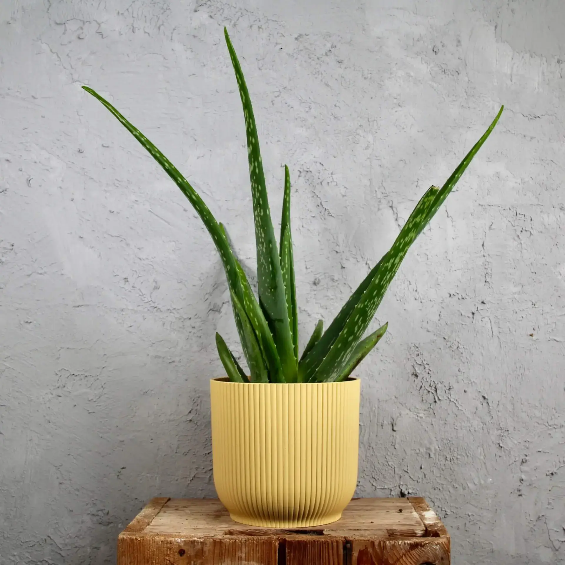 Aloe Vera veľké 2 aloe-vera-rastlinkovo