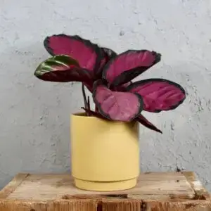 calathea-picturata-crimson-rastlinkovo