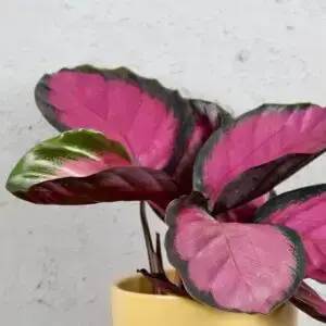calathea-picturata-crimson-rastlinkovo