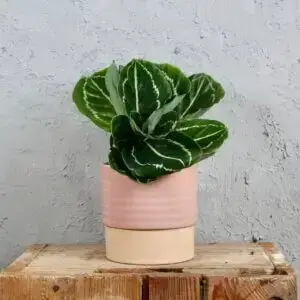 calathea-roseopicta-green-rastlinkovo
