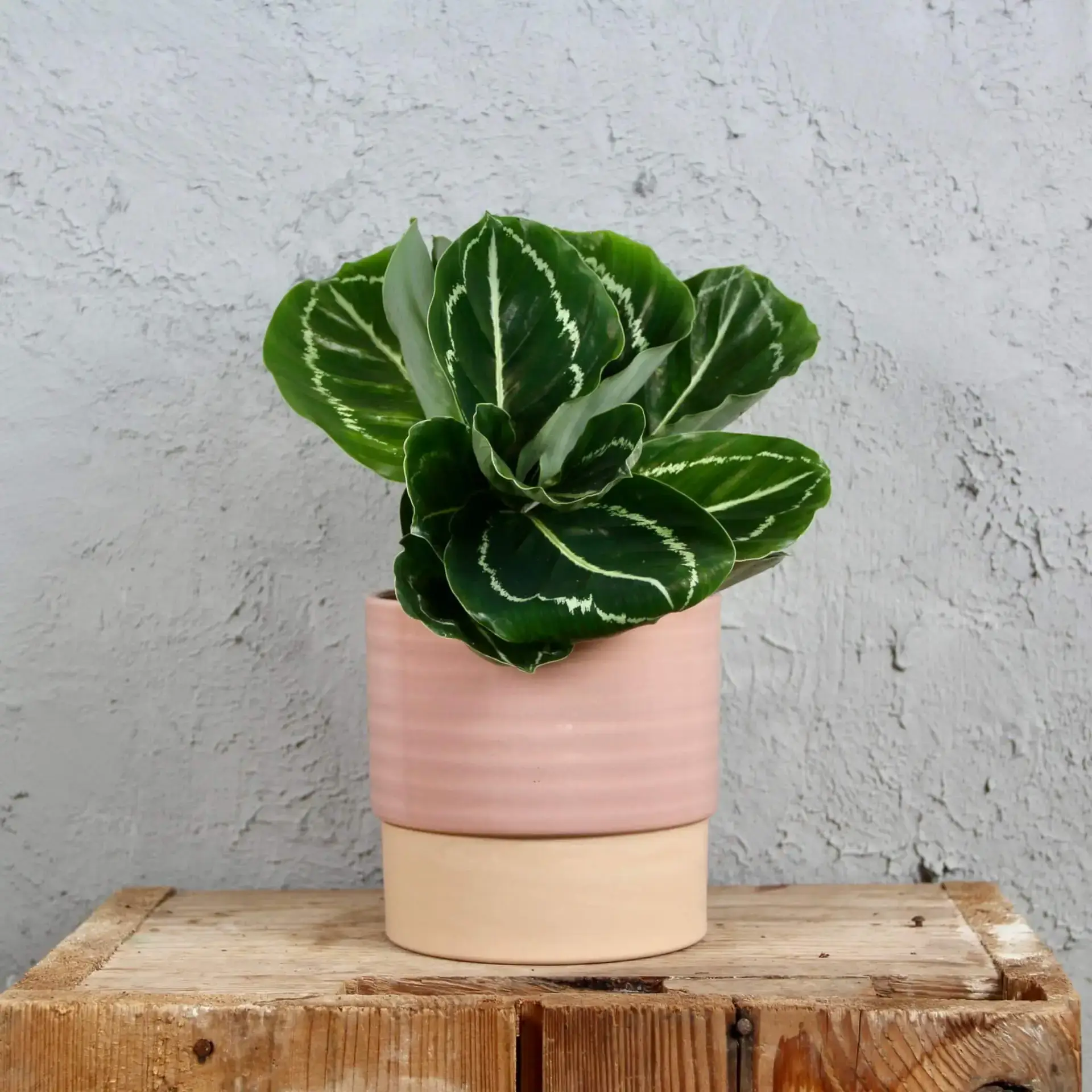 Calathea Roseopicta Green 3 calathea-roseopicta-green-rastlinkovo