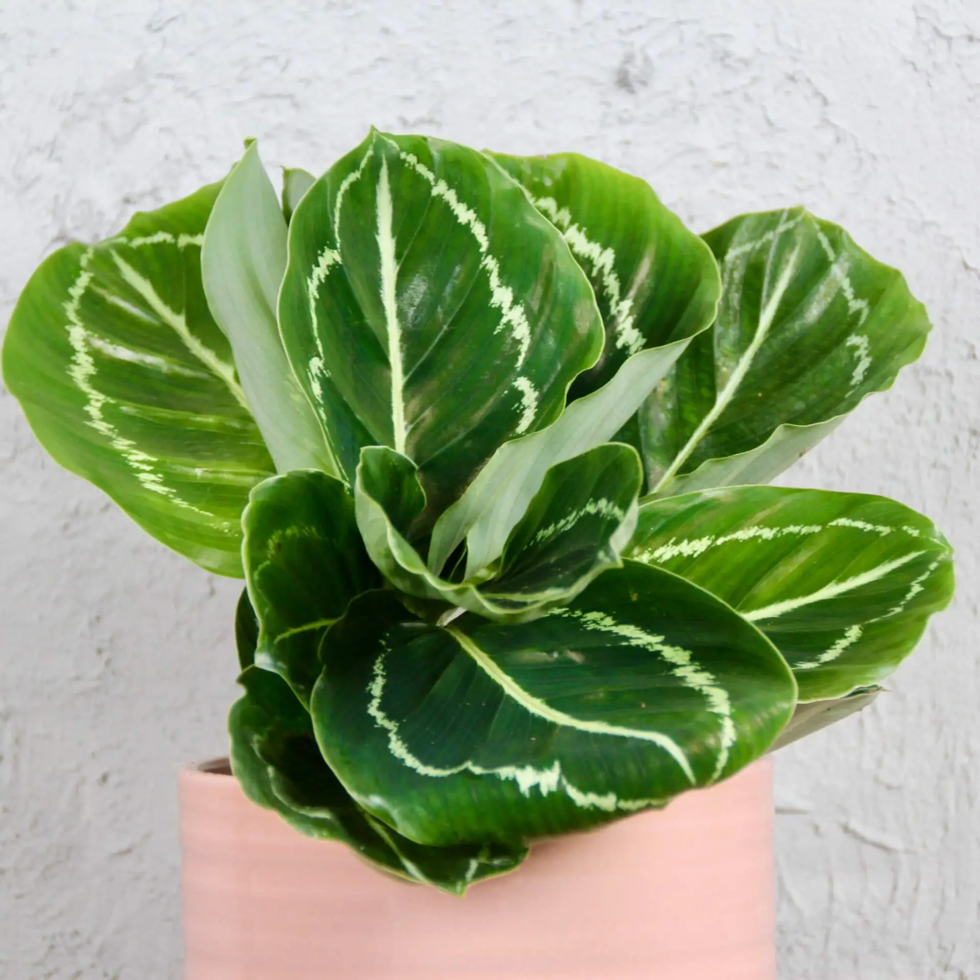 Calathea Roseopicta Green 2 calathea-roseopicta-green-rastlinkovo