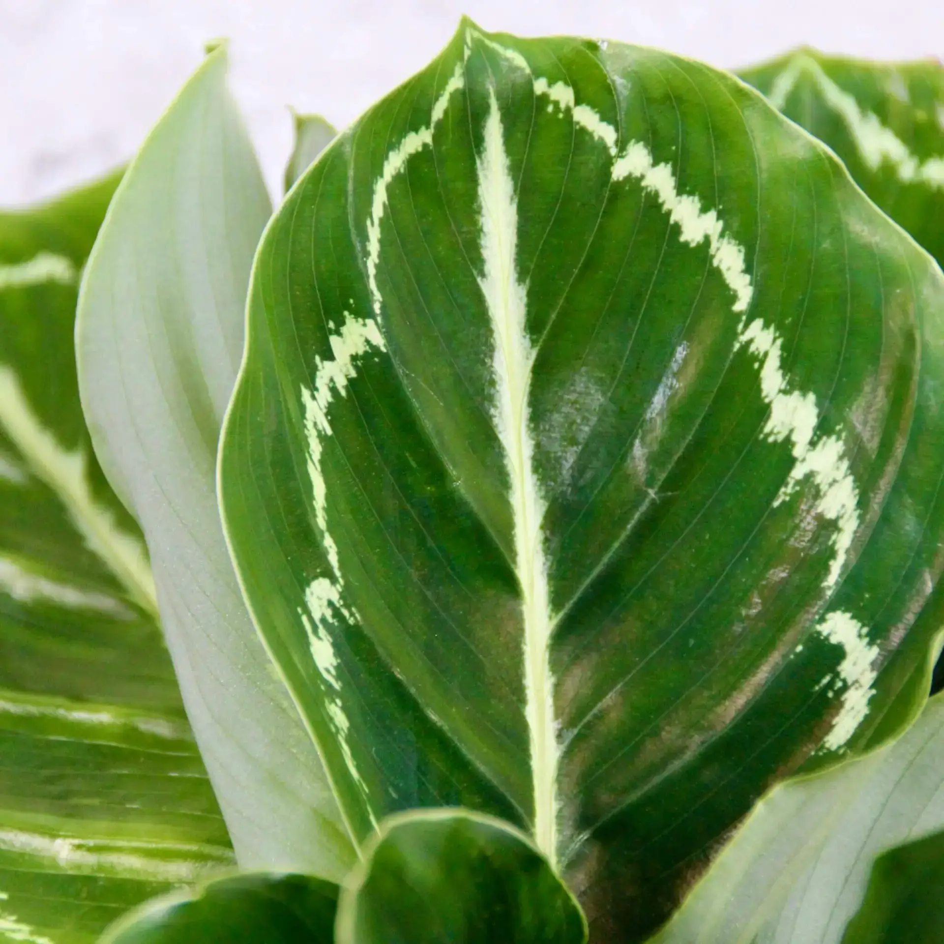 Calathea Roseopicta Green