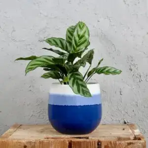 calathea-setosa-rastlinkovo