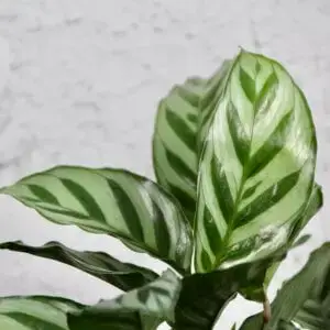calathea-setosa-rastlinkovo