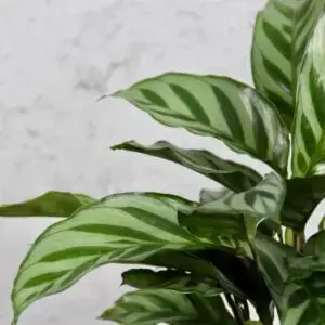 calathea-setosa-rastlinkovo