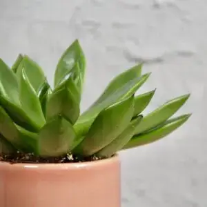 echeveria-agavoides-rastlinkovo