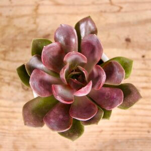 echeveria-chroma-rastlinkovo
