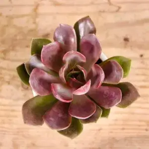 echeveria-chroma-rastlinkovo