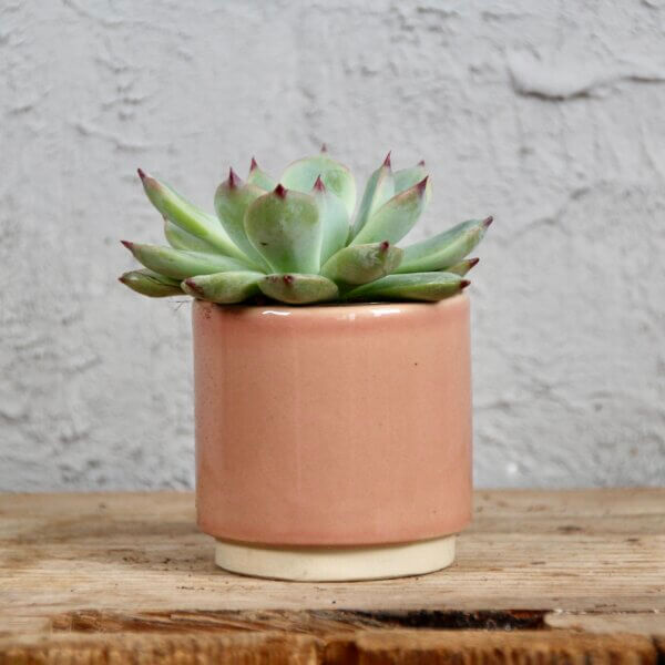 echeveria-minima-rastlinkovo