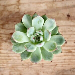 echeveria-minima-rastlinkovo