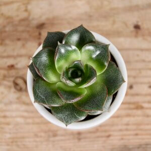 echeveria-dark-green-rastlinkovo
