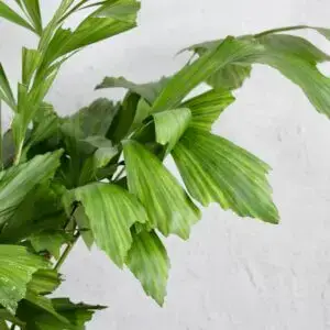 caryota-mitis-rastlinkovo