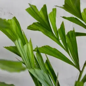caryota-mitis-rastlinkovo
