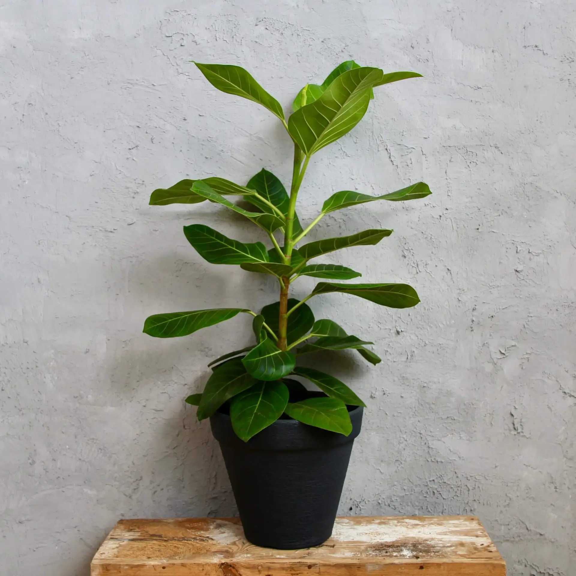 Ficus Altissima XL