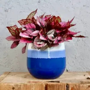 begonia-indian-summer-rastlinkovo