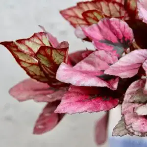 begonia-indian-summer-rastlinkovo