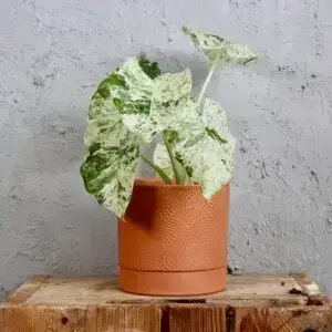 Alocasia-macrorhiza-splash-rastlinkovo