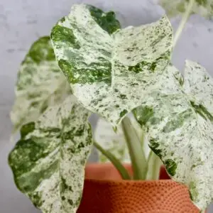 Alocasia-macrorhiza-splash-rastlinkovo