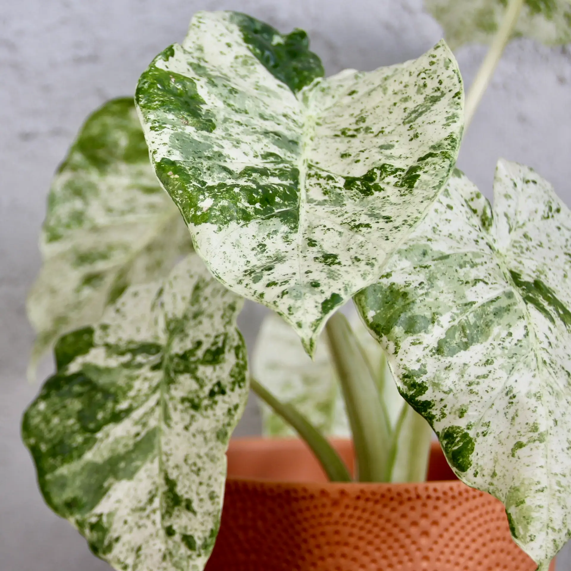 Alocasia Macrorhiza Splash 2 Alocasia-macrorhiza-splash-rastlinkovo