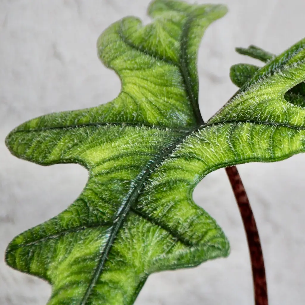 alocasia-jacklyn-rastlinkovo
