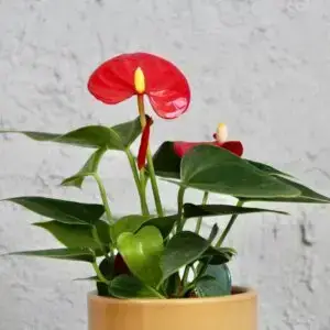 Anthurium-Andraeanum-Joli-rastlinkovo