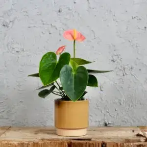 Anthurium-Andraeanum-Joli-rastlinkovo