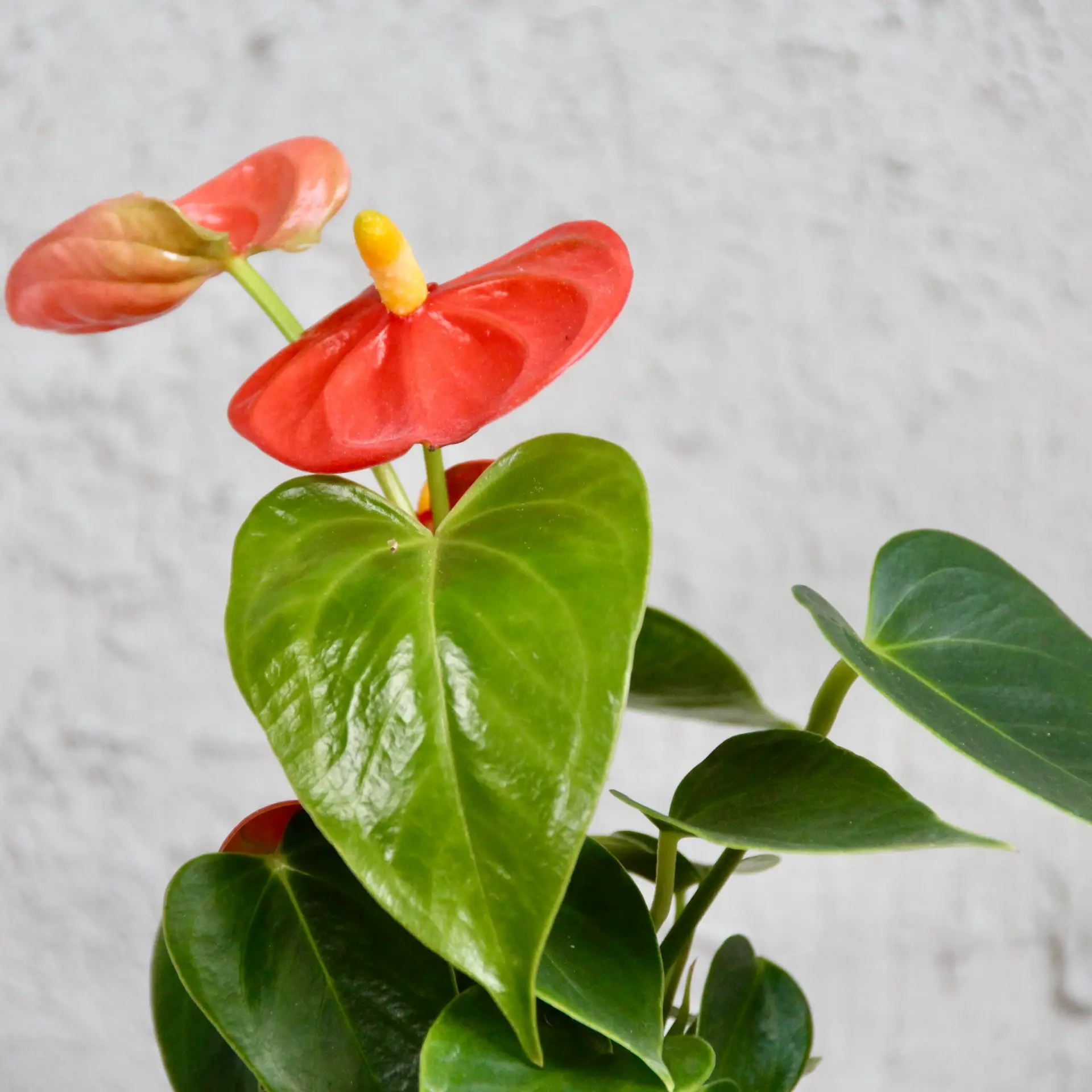 Anthurium Andraeanum Joli orange baby