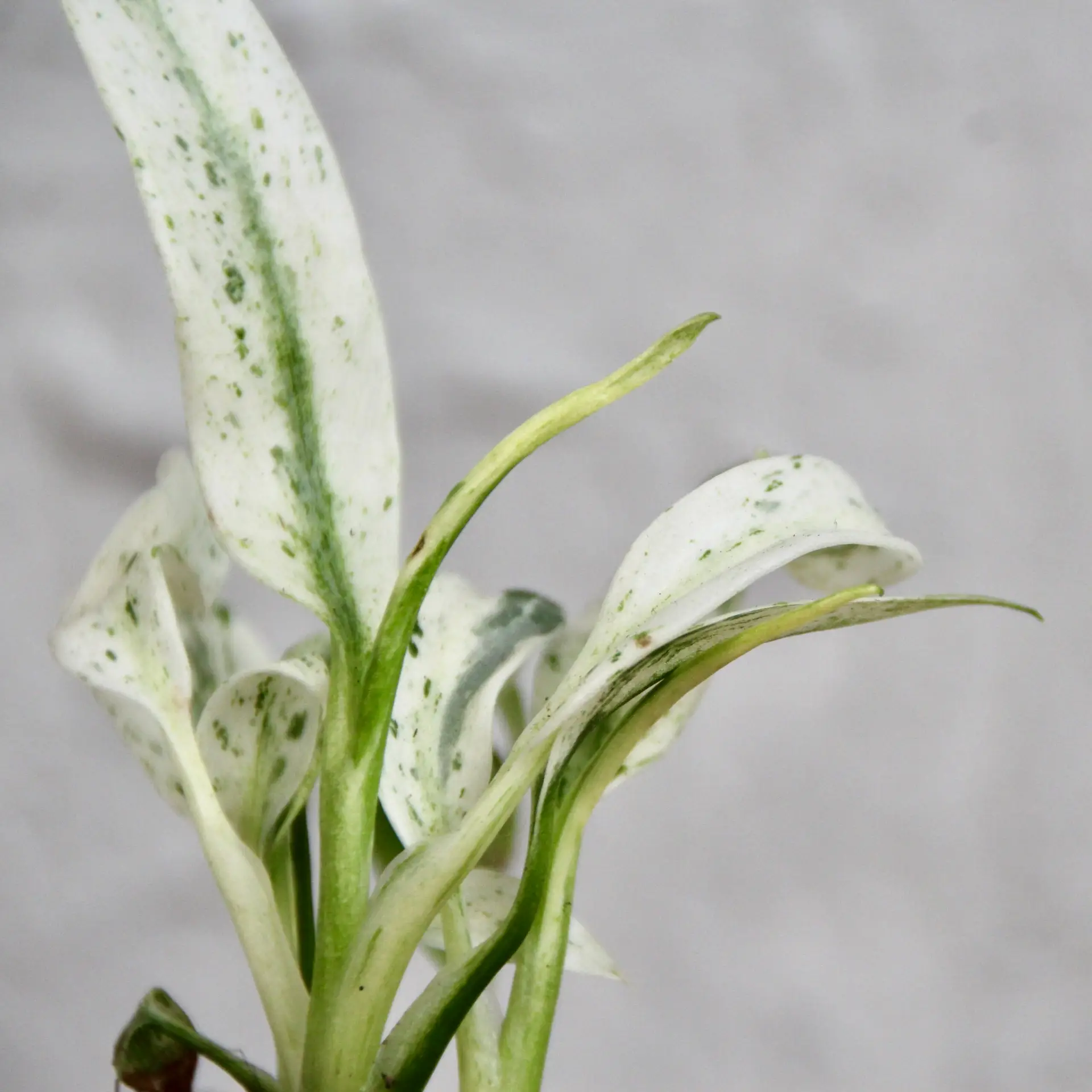 Rhapidophora puberula variegata baby 2 Rhapidophora puberula variegata baby - Image 2