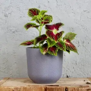 coleus-aligator-alley-rastlinkovo