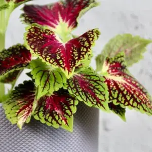 coleus-aligator-alley-rastlinkovo