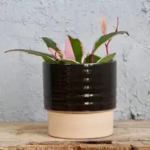 hoya-carnosa-flamingo-dream-rastlinkovo