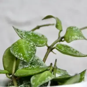 hoya-mathilde-splash
