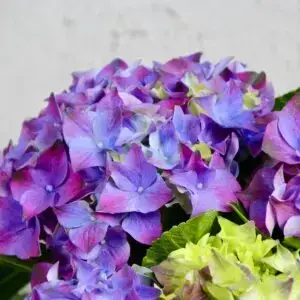 hortenzia-mophead-fialova-rastlinkovo